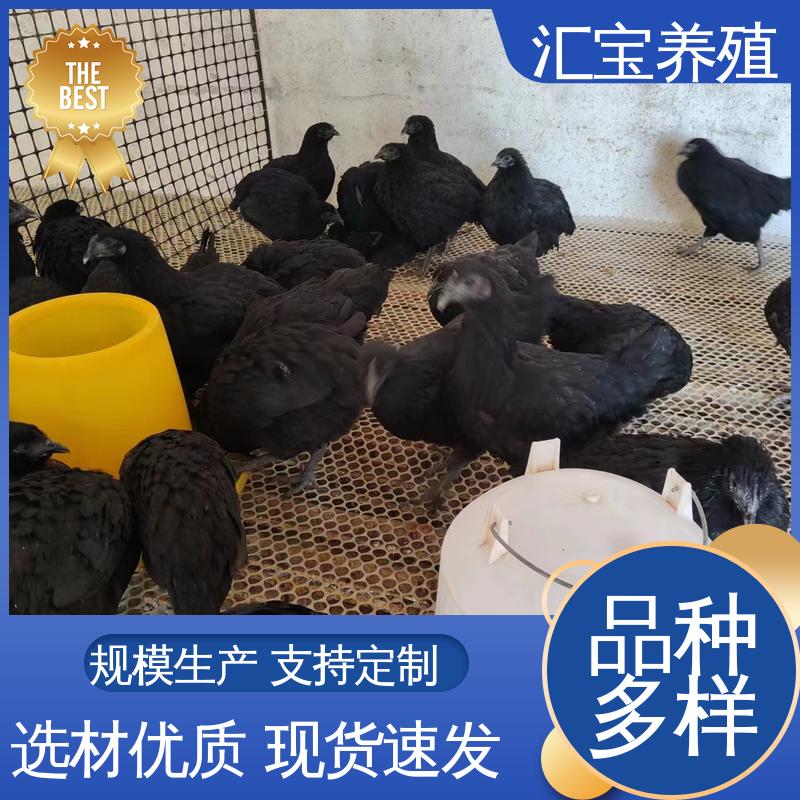 汇宝养殖 火鸡鸡苗 允许个人饲养 低成本高回收
