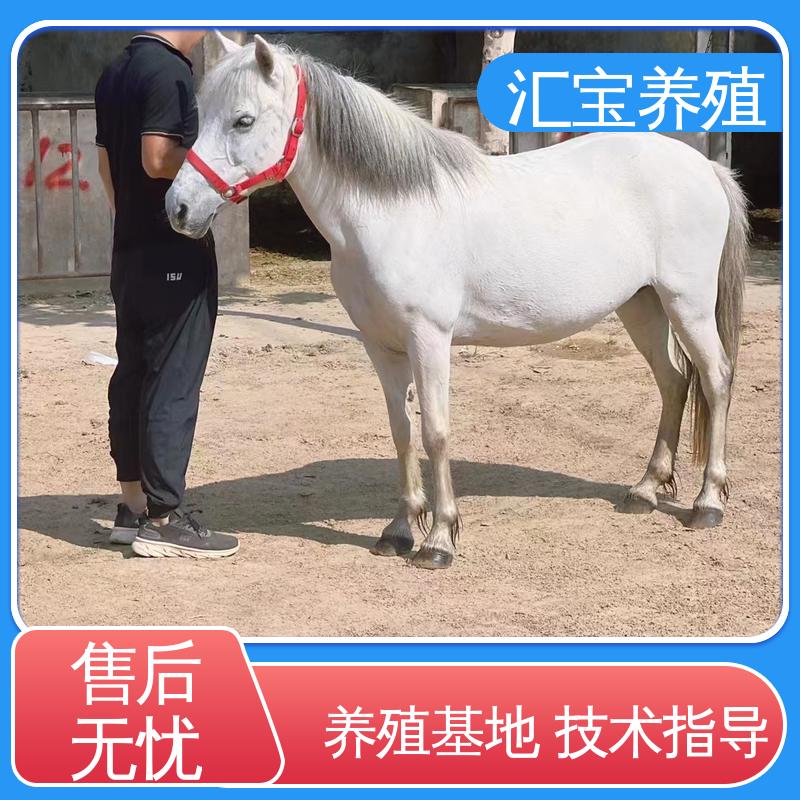 汇宝养殖 各种水果都可以吃 德 保矮马 马术俱乐部 不易生病