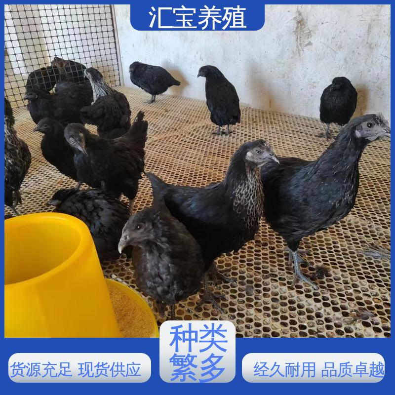 汇宝养殖 绿壳蛋鸡鸡苗 允许个人饲养 批发基地