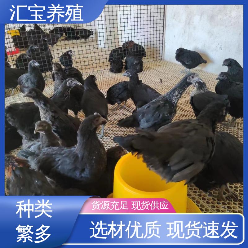 汇宝养殖 青脚麻鸡苗 种鸡蛋产蛋率高 淘汰回收