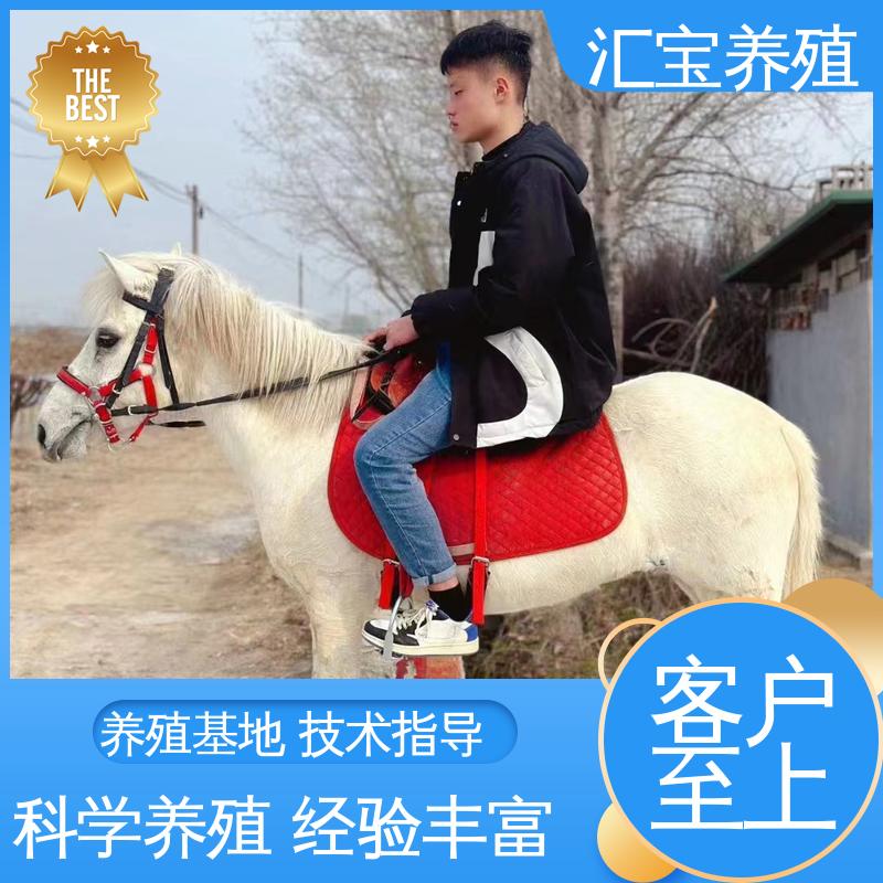 汇宝养殖 各种水果都可以吃 德 保矮马 马术俱乐部 提供技术指导