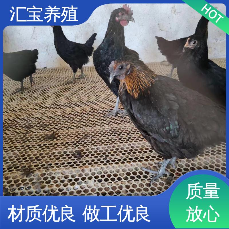 汇宝养殖 笨鸡鸡苗 种鸡蛋产蛋率高 低成本高回收