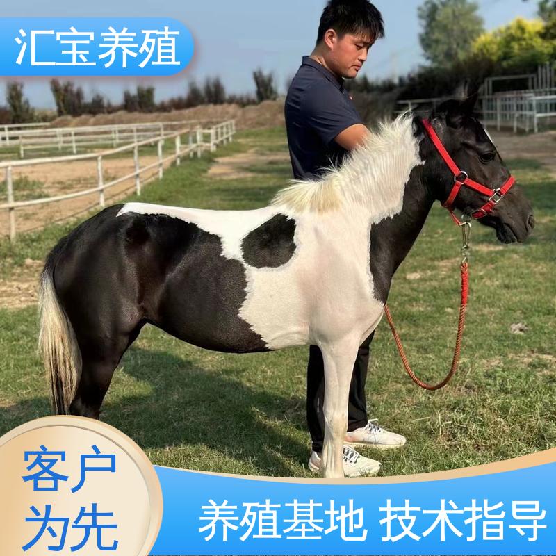 汇宝养殖 各种水果都可以吃 小矮马 景区观赏 不易生病