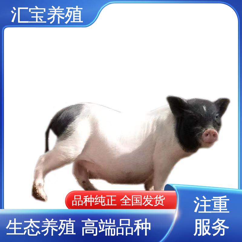 汇宝养殖 一窝十几头 育肥巴 马香猪 不易生病 零售价