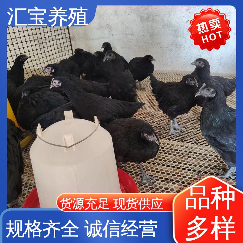 汇宝养殖 绿壳蛋鸡鸡苗 允许个人饲养 6个月产蛋出栏