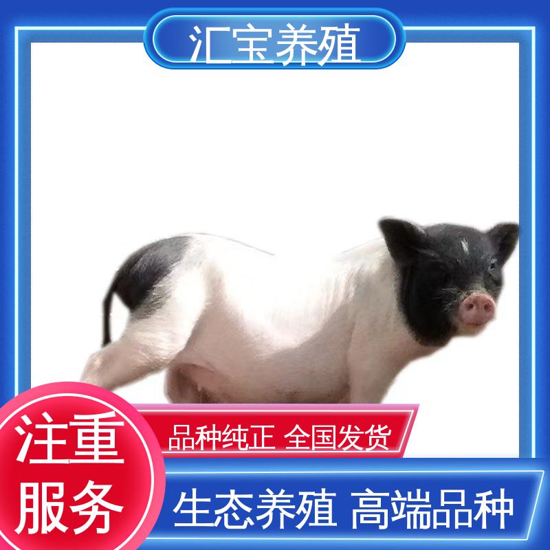 汇宝养殖 快速发货 巴 马香猪成品猪 不易生病 肉的特点
