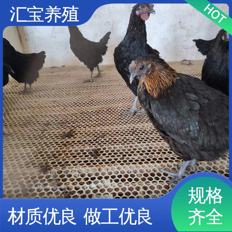 汇宝养殖 七彩山鸡苗 允许个人饲养 包回收包健康
