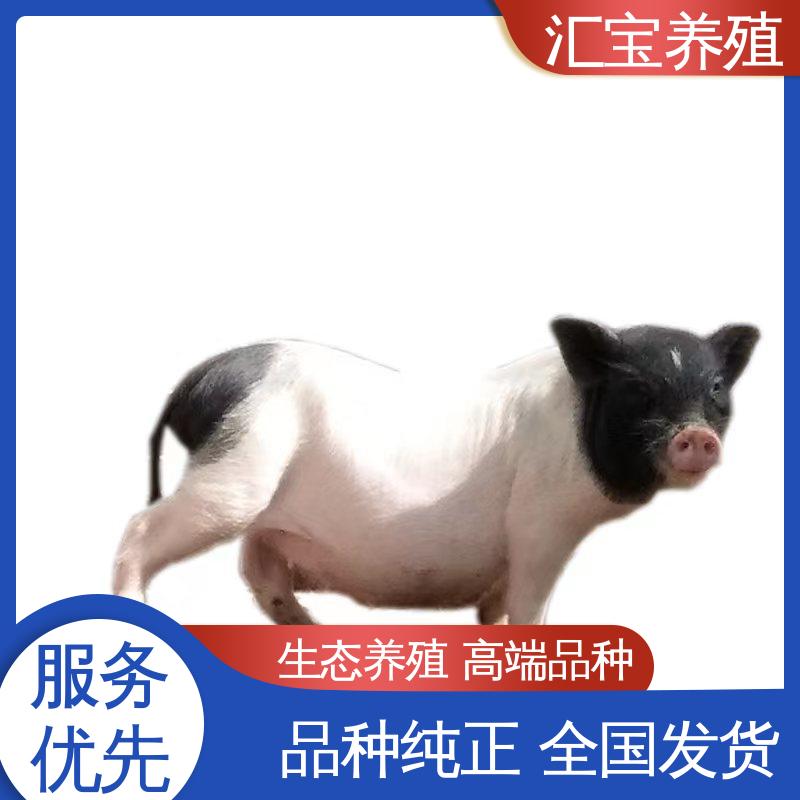 汇宝养殖 饲料五谷杂粮 精品小香猪 可以自提 低成本高回收