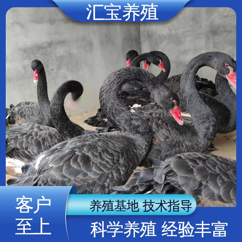汇宝养殖 抗病能力强 喂养方法 提供技术指导 宠物小黑天鹅