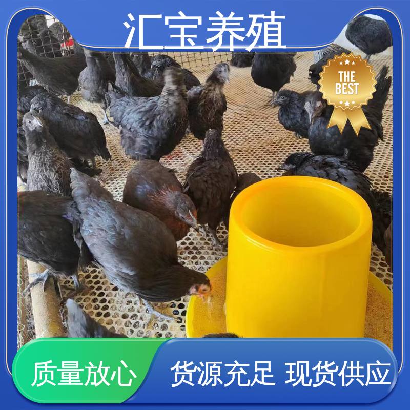 汇宝养殖 五黑鸡鸡苗 种鸡蛋产蛋率高 包回收包健康