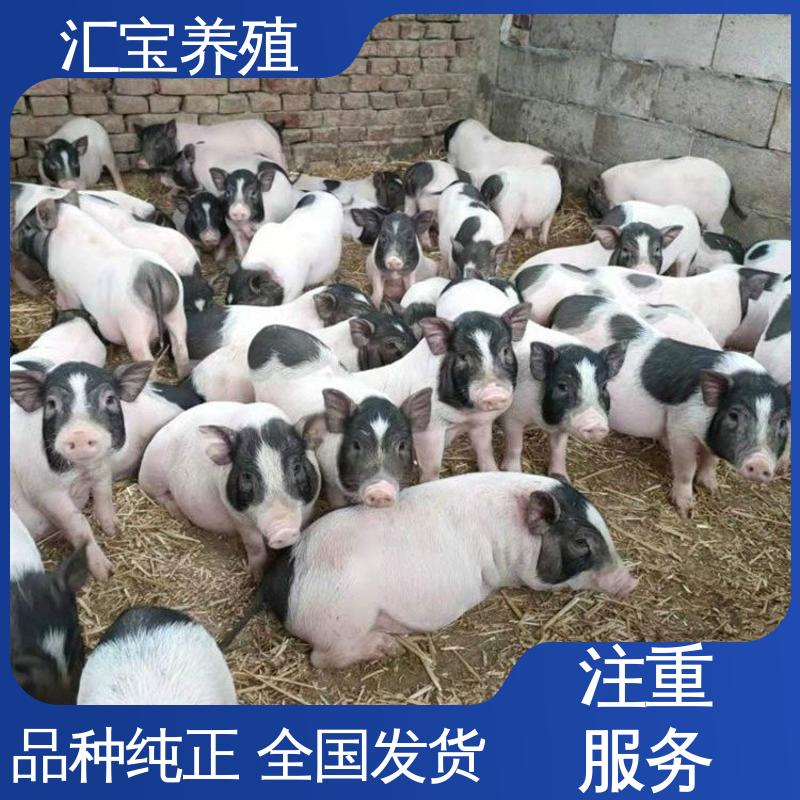 汇宝养殖 好养活 巴 马香猪 成年大猪均可出栏 低成本高回收