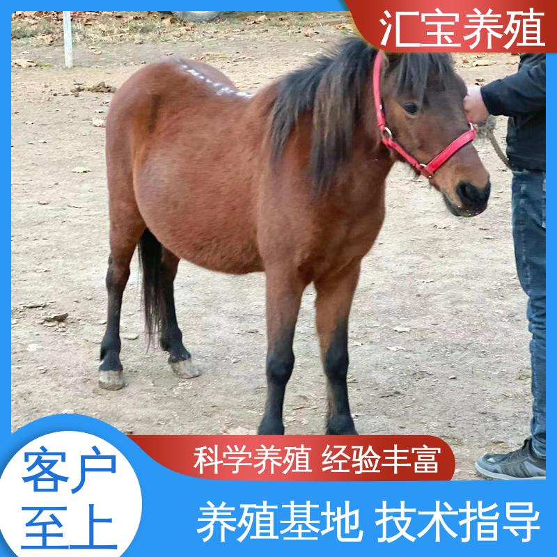 汇宝养殖 喂养方法 宠物矮马 一只起发 实地引种考察