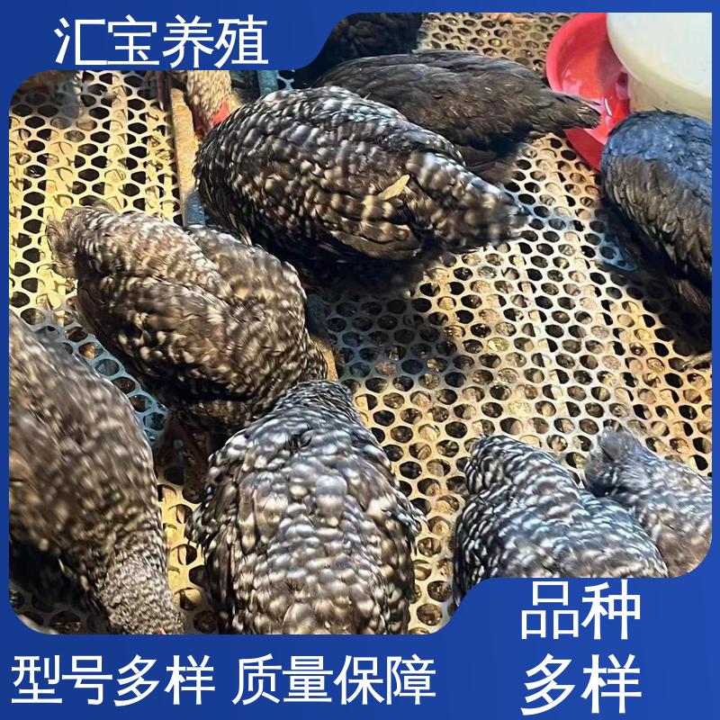 汇宝养殖 绿壳蛋鸡鸡苗 农林散养 包回收包健康