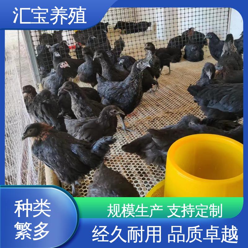 汇宝养殖 五黑鸡鸡苗 种鸡蛋产蛋率高 批发基地