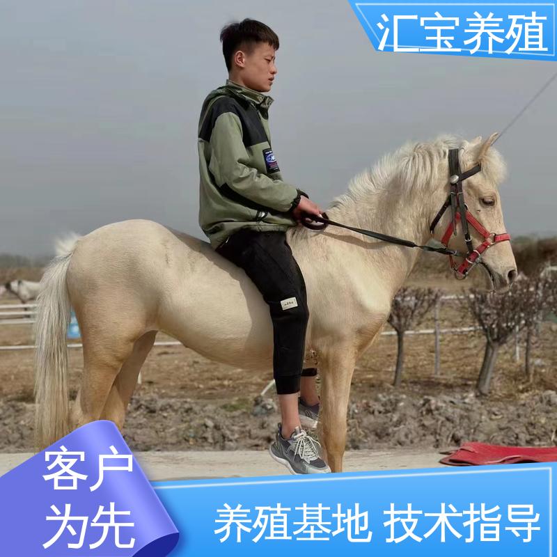 汇宝养殖 喂养方法 小矮马 马术俱乐部 不易生病