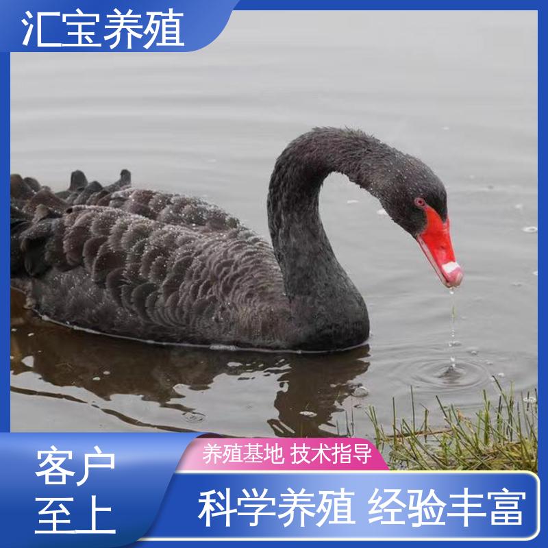 包回收包健康 成长速度快 一窝多只 高端品种 公园黑天鹅 汇宝养殖