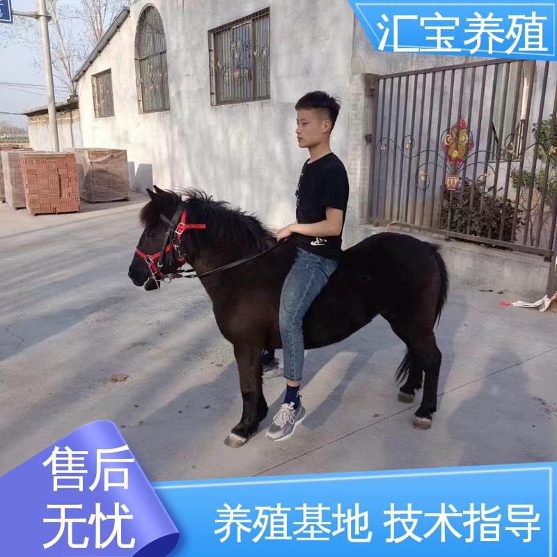 汇宝养殖 各种水果都可以吃 进口矮马设特兰 景区观赏 可回收 全国可发