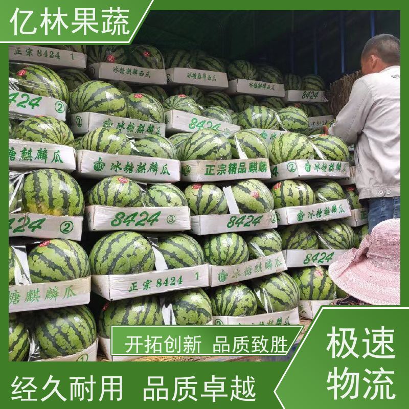 露天京欣西瓜 8斤以上 1茬瓜 9成熟 红瓤脆甜西瓜 可供应全国西瓜市场
