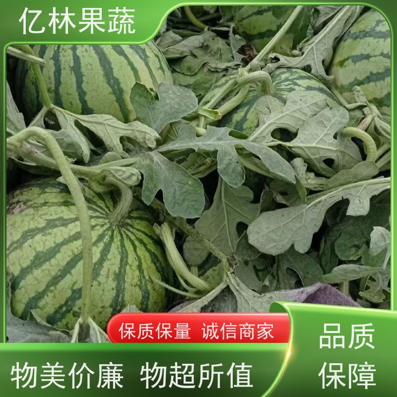 山东西瓜产地代收代发 山东冠龙西瓜种子批发 大棚西瓜批发