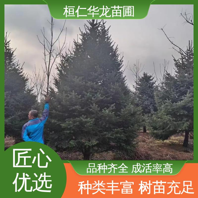 华龙苗圃 基地批发 常绿乔木 大量供应 粗枝云杉