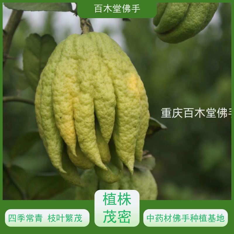 百木堂 犍 为佛手苗 生长环境适应性强 中药材种植基地 