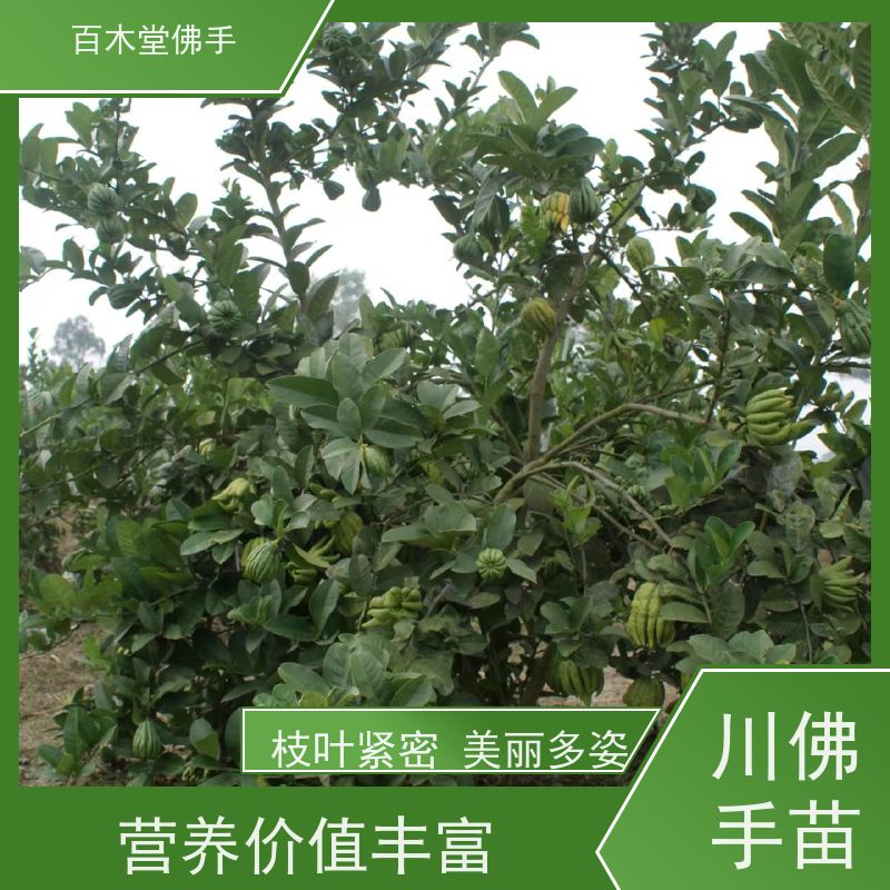 百木堂 石 柱佛手苗 树形丰富 成活率高 品种齐全