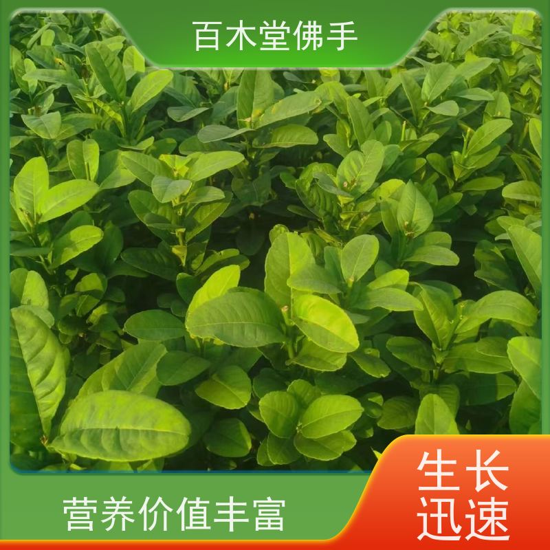 百木堂 内 江佛手苗 适用性强 规格齐全 种苗基地直供 