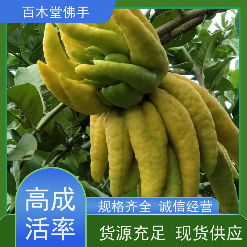 百木堂 佛手苗出售 产量高 用途广泛 中药材种植基地 