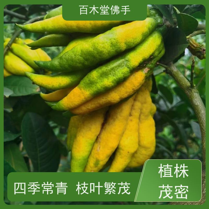 百木堂 宜 宾佛手苗 造型优美 易成活 中药材种植基地 