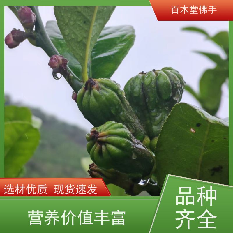 百木堂 犍 为佛手苗 生长环境适应性强 种苗基地直供 