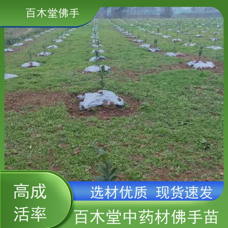 百木堂 犍 为佛手苗 园林景区栽植 中药材种植基地 