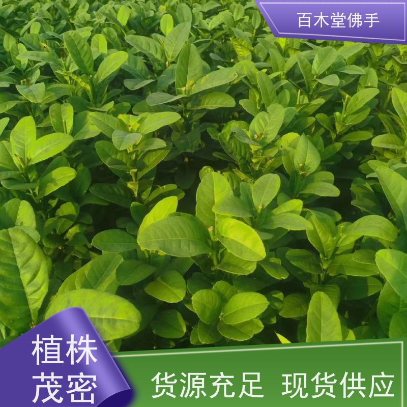 百木堂 铜 梁佛手苗 树形丰富 成活率高 种苗基地直供 