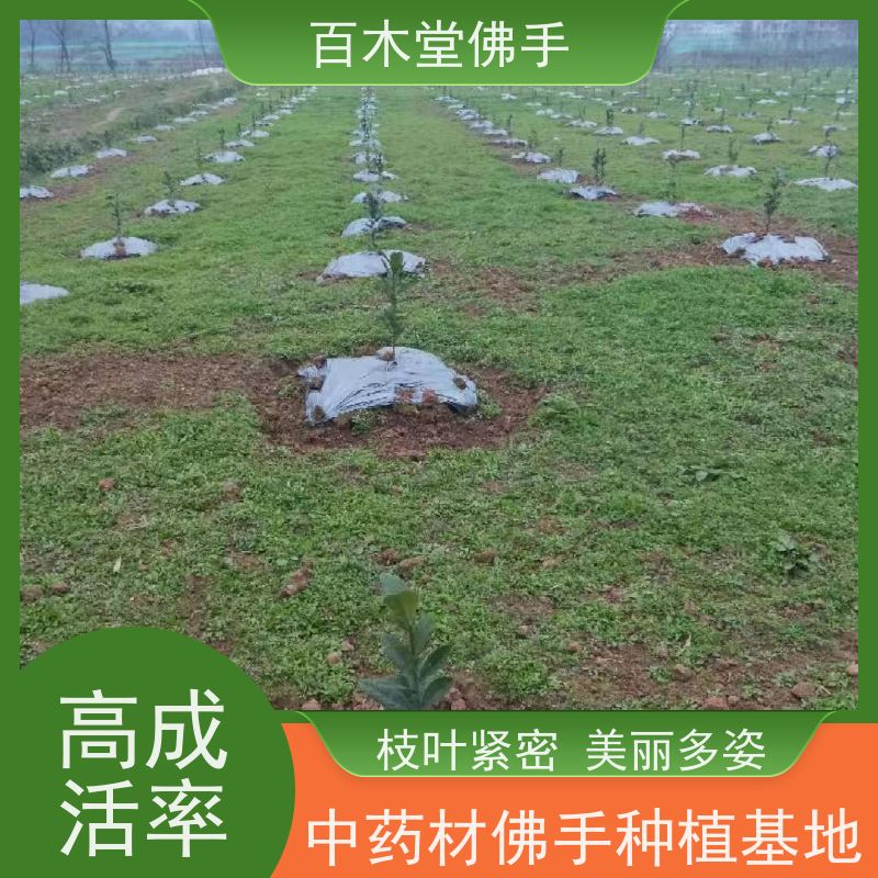 百木堂 重庆佛手苗 适用性强 规格齐全 植株茂密