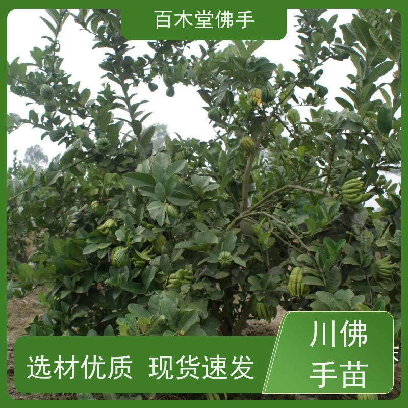 百木堂 重庆佛手苗 道路绿化行道苗 中药材种植基地 