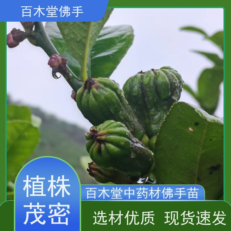 百木堂 五 通桥佛手苗 高成活率 较耐干旱 植株茂密