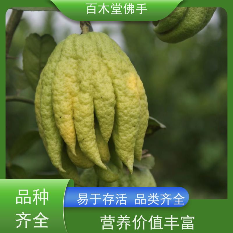 百木堂 佛手苗种植 树形丰富 成活率高 种苗基地直供 