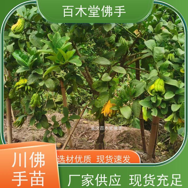 百木堂 宜 宾佛手苗 道路绿化行道苗 种苗基地直供 