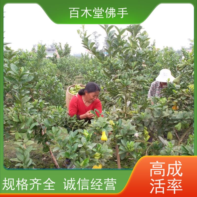 百木堂 潼 南佛手苗 高成活率 较耐干旱 植株茂密