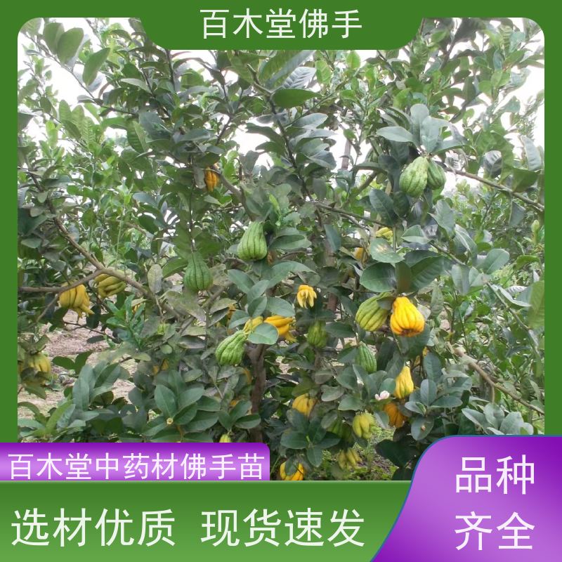 百木堂 佛手苗 枝叶紧密 美丽多姿 中药材种植基地 