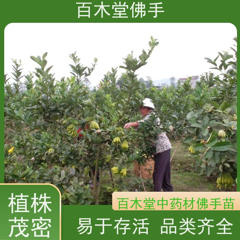 百木堂 忠 县佛手苗 园林景区栽植 种苗基地直供 