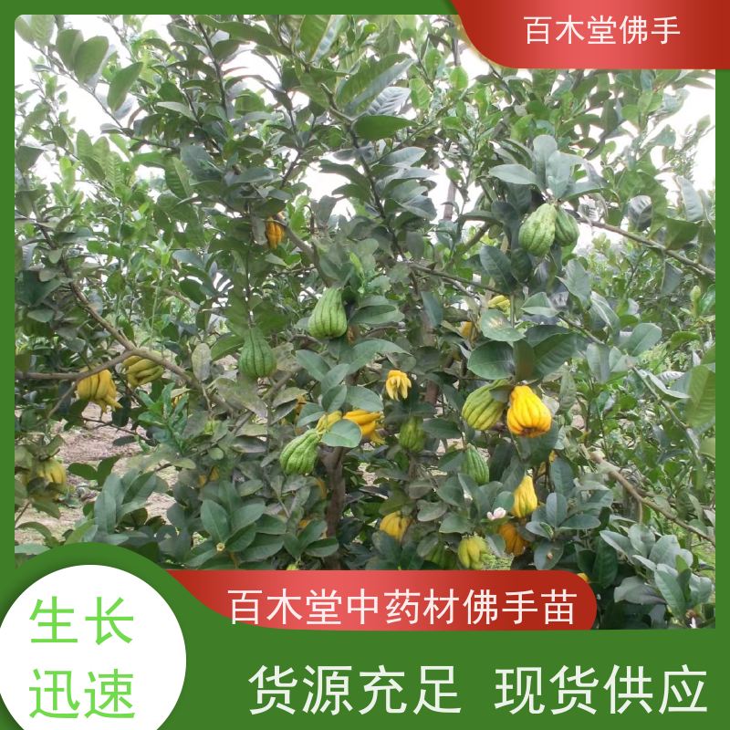 百木堂 大 足佛手苗 高成活率 较耐干旱 品种齐全