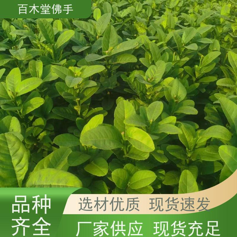 百木堂 万 州佛手苗 枝叶紧密 美丽多姿 种苗基地直供 