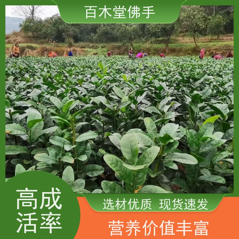 百木堂 广 安佛手苗 园林景区栽植 中药材种植基地 