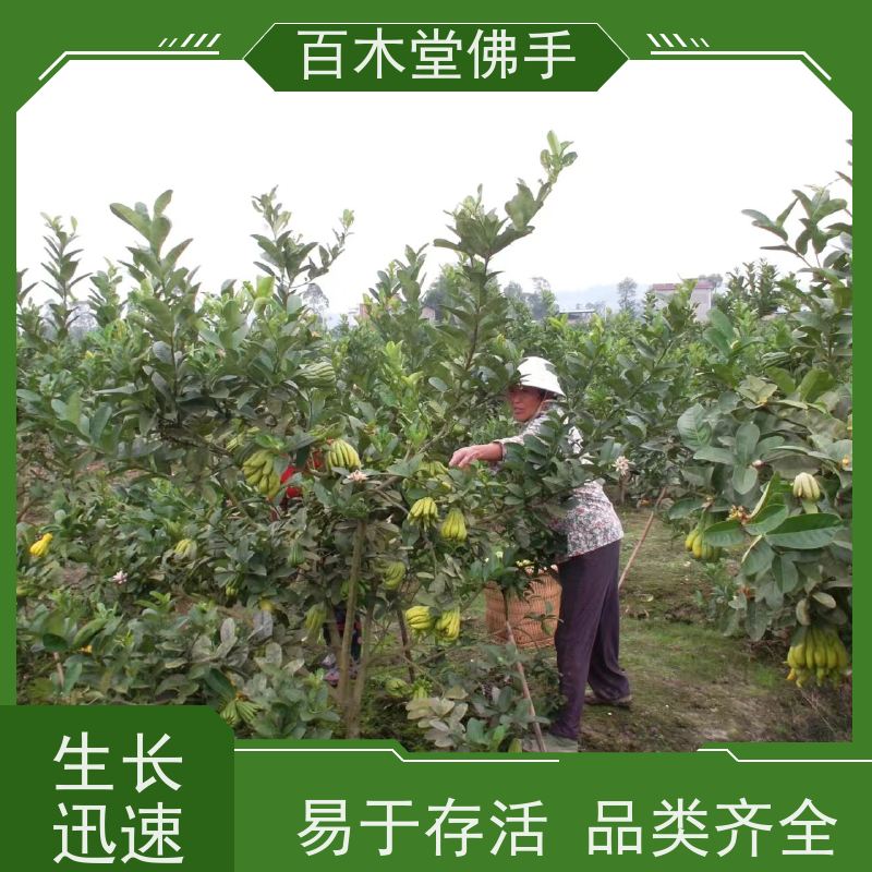 百木堂 重庆佛手苗 城市景观绿化树 中药材种植基地 