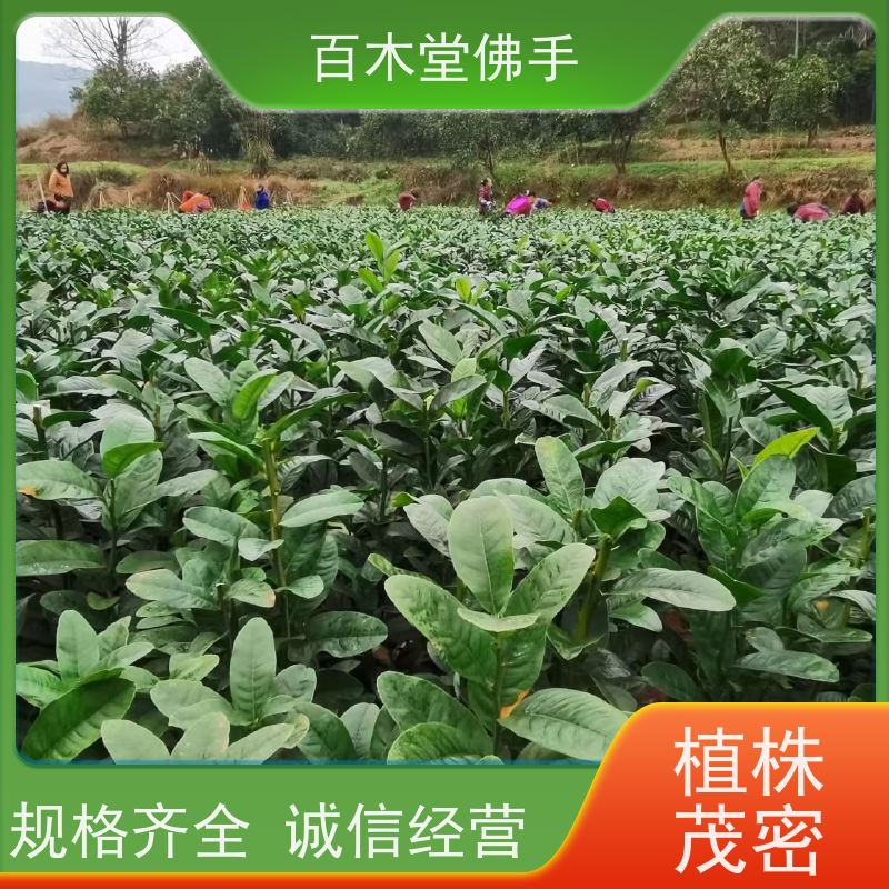 百木堂 石 柱佛手苗 高成活率 较耐干旱 生长迅速