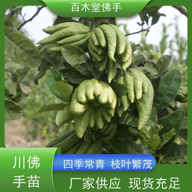 百木堂 泸 定佛手苗 高成活率 较耐干旱 道路绿化行道苗