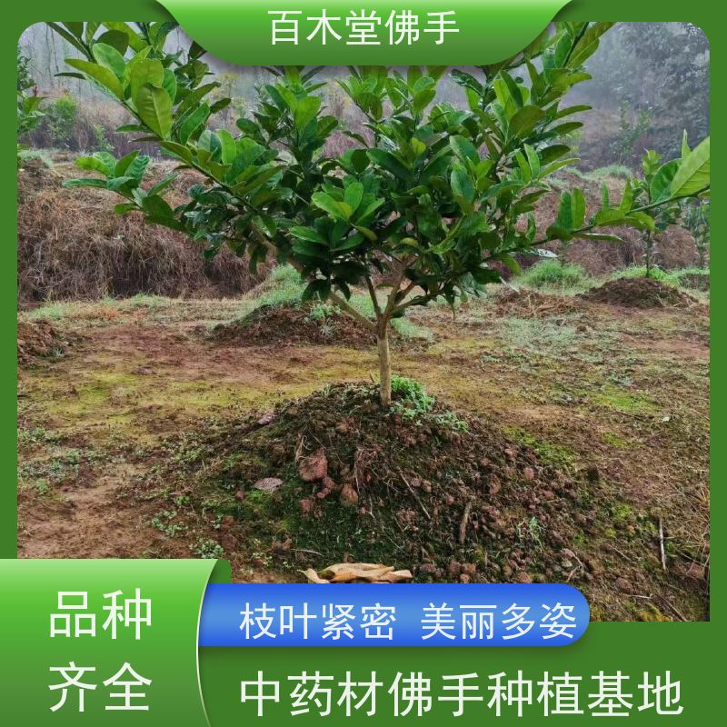 百木堂 广佛手苗 产量高 用途广泛 种苗基地直供