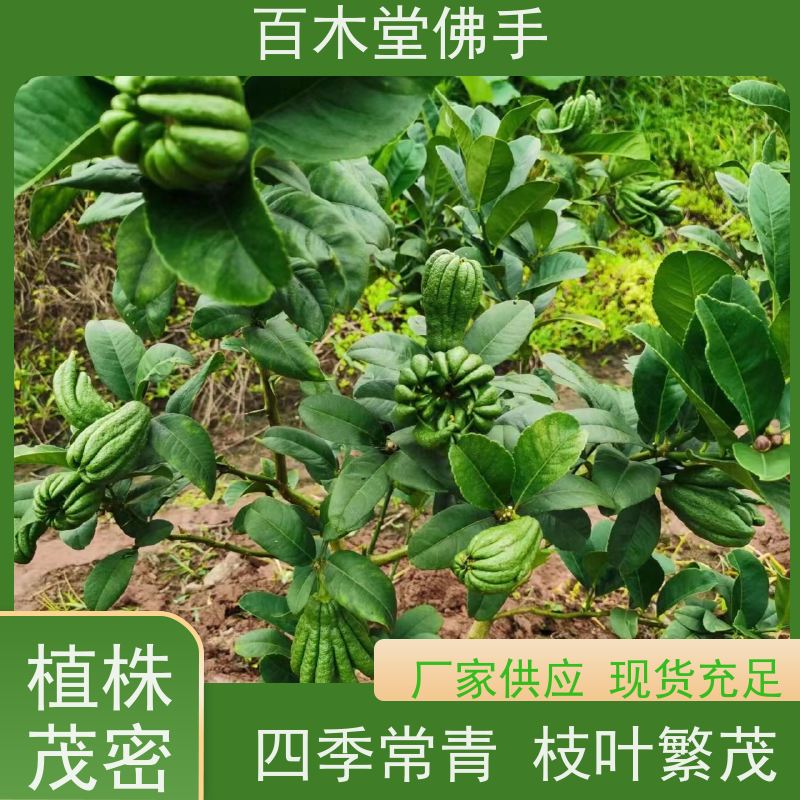 百木堂 眉 山佛手苗 产量高 用途广泛 种苗基地直供