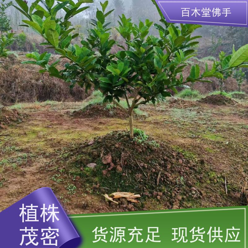 百木堂 高 县佛手苗 适用性强 规格齐全 城市景观绿化树 