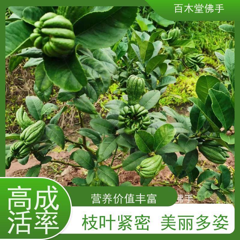 百木堂 广 西佛手苗 植株茂密 生长迅速 道路绿化行道苗